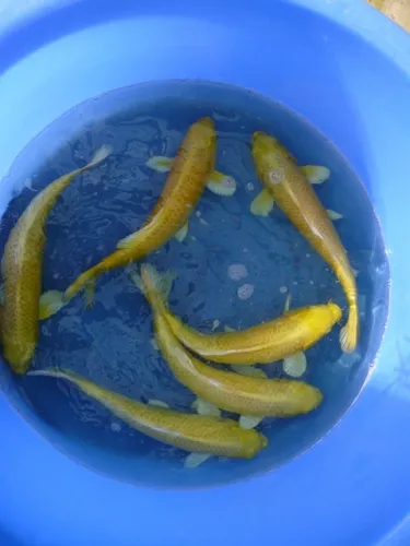 Representative yellow-gold koi viewed from above in a blue holding tub